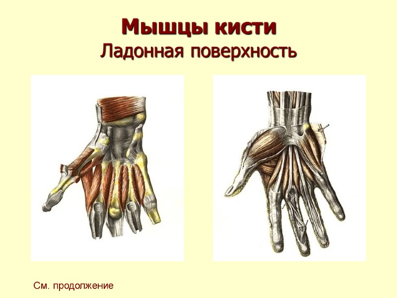 Мышцы кисти Ладонная поверхность См. продолжение